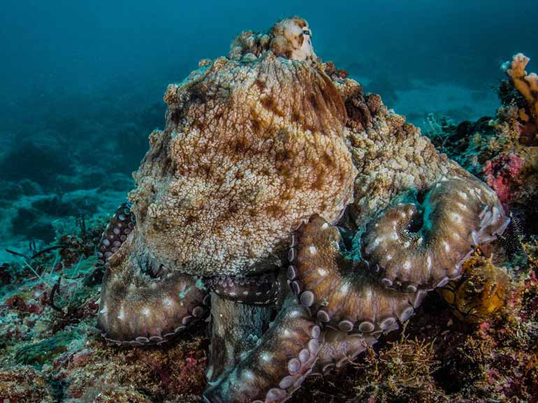 octopus Kapalai