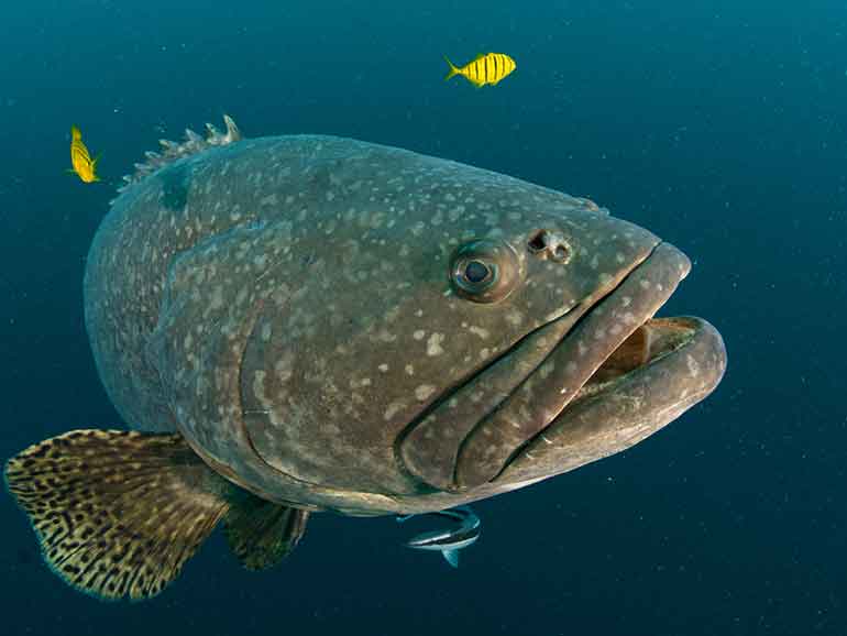grouper