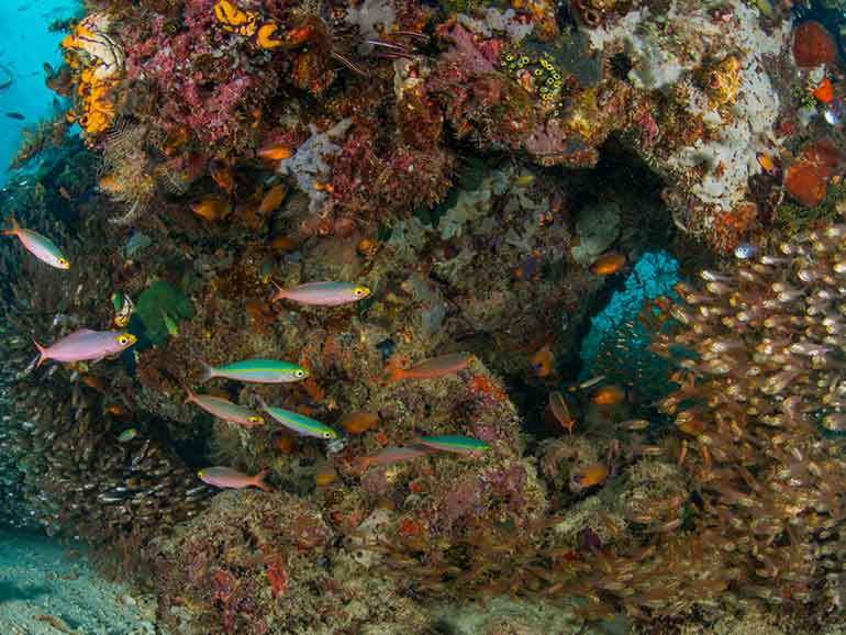 diving Kapalai island