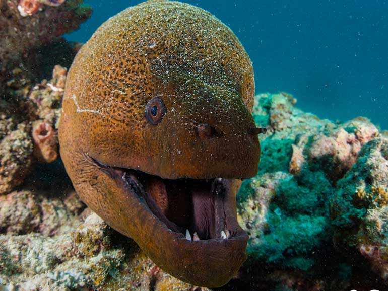 giant moray eel Kapalai diving