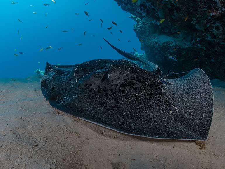 marbled ray Kapalai