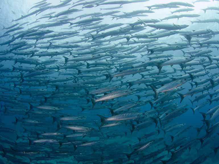 barracuda tornado sipadan