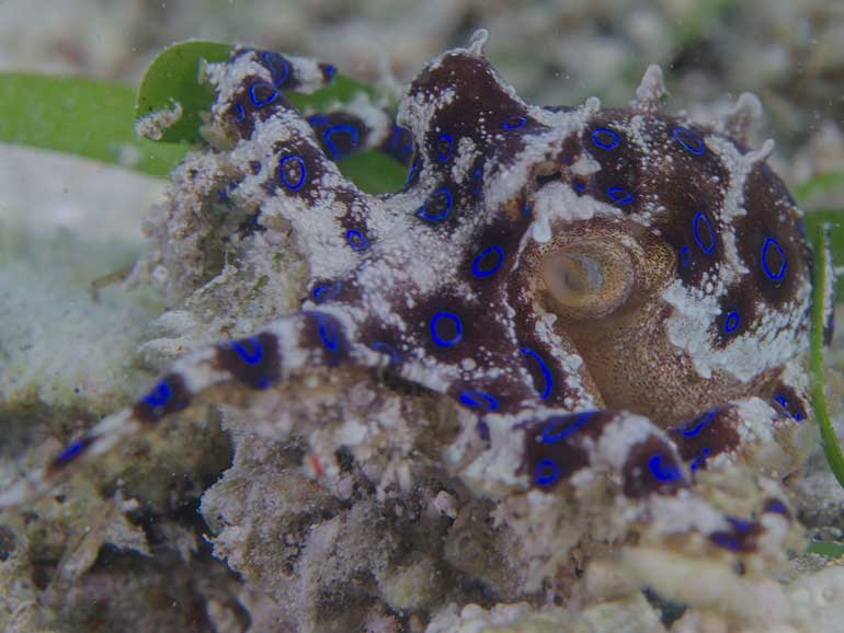 Cephalopods, blue ringed octopus mabul sabah Malaysia