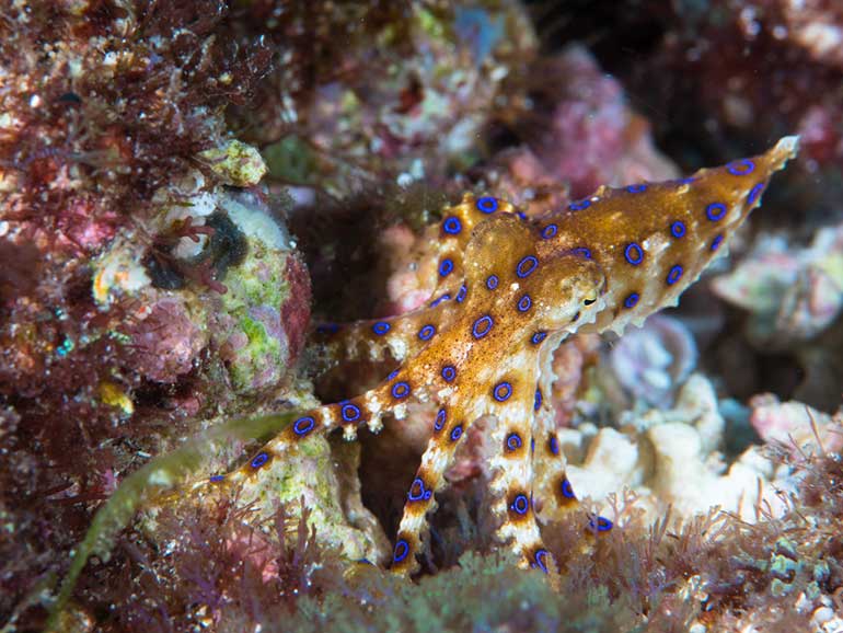 dive mabul blue ringed octopus
