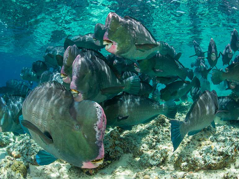 bumphead parrotfish diving sipadan