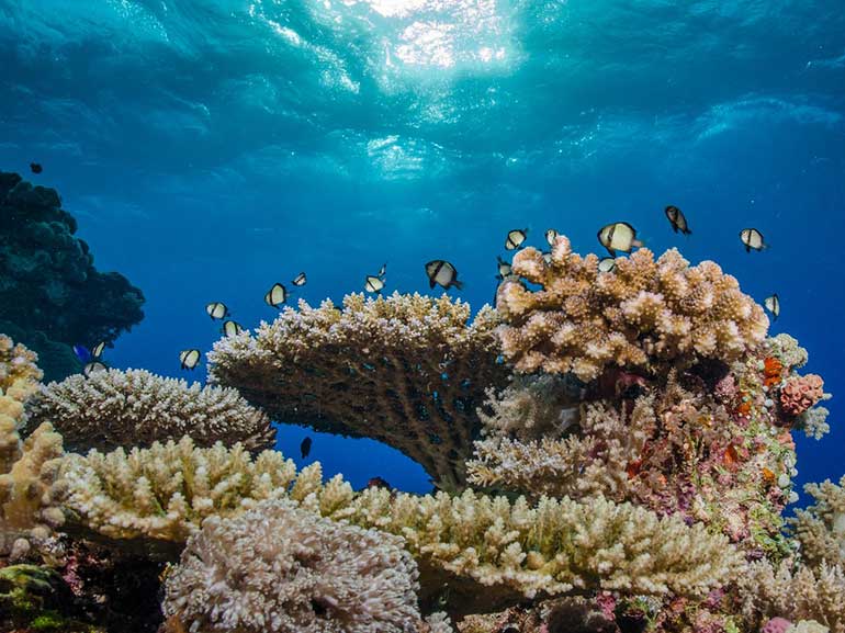 diving sipadan coral reef