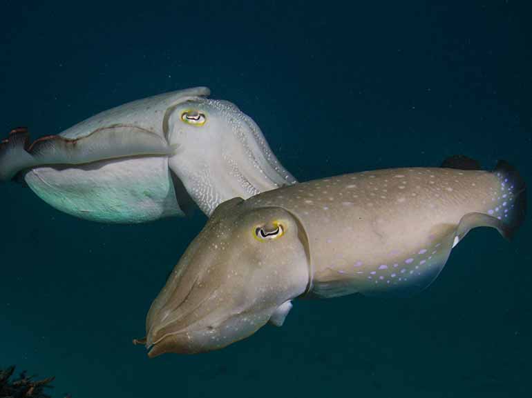 cuttlefish AWAS