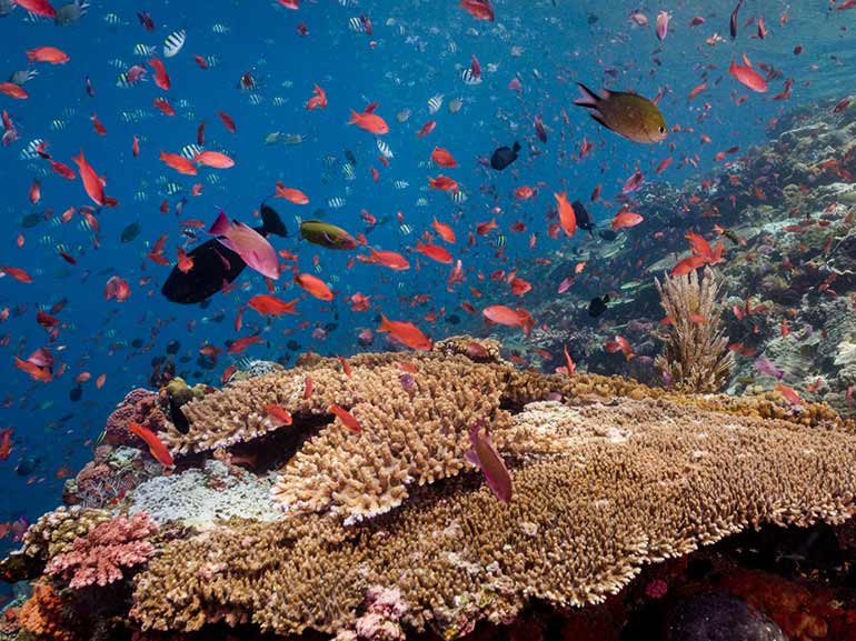 coral reef fish mabul sipadan