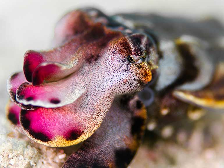 diving Kapalai flamboyant cuttlefish