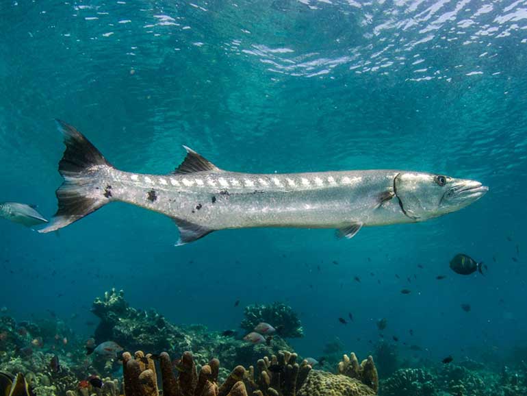 great barracuda mabul island