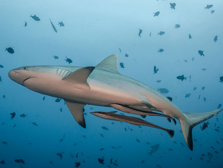 grey reef shark sipadan diving
