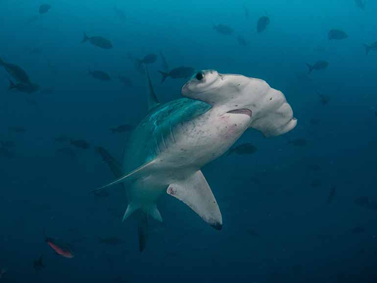 hammerhead shark sipadan diving