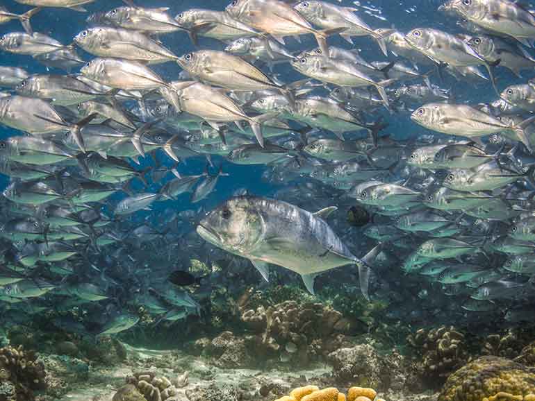 jackfish south point sipadan