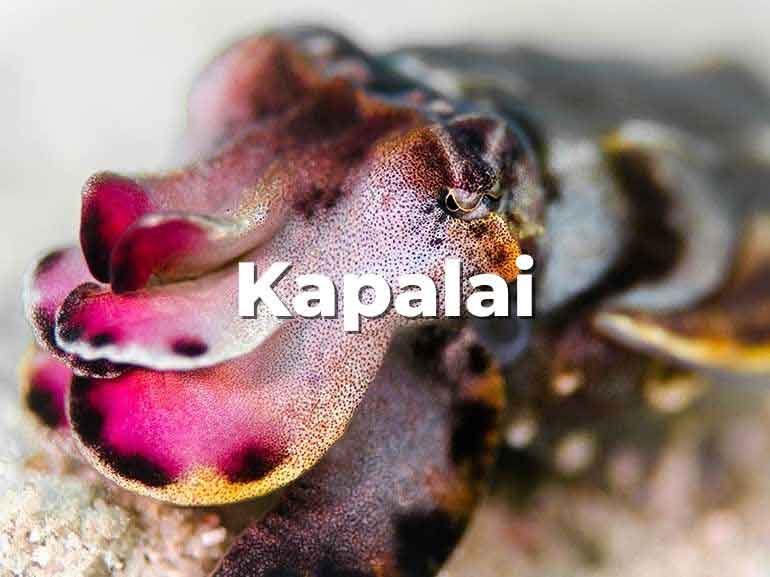 dive kapalai