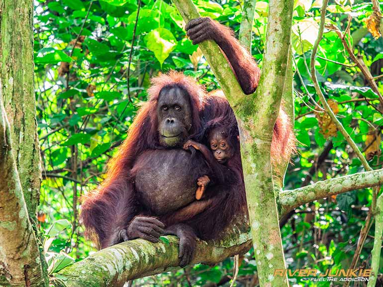 orangutan kinabatangan river Sabah