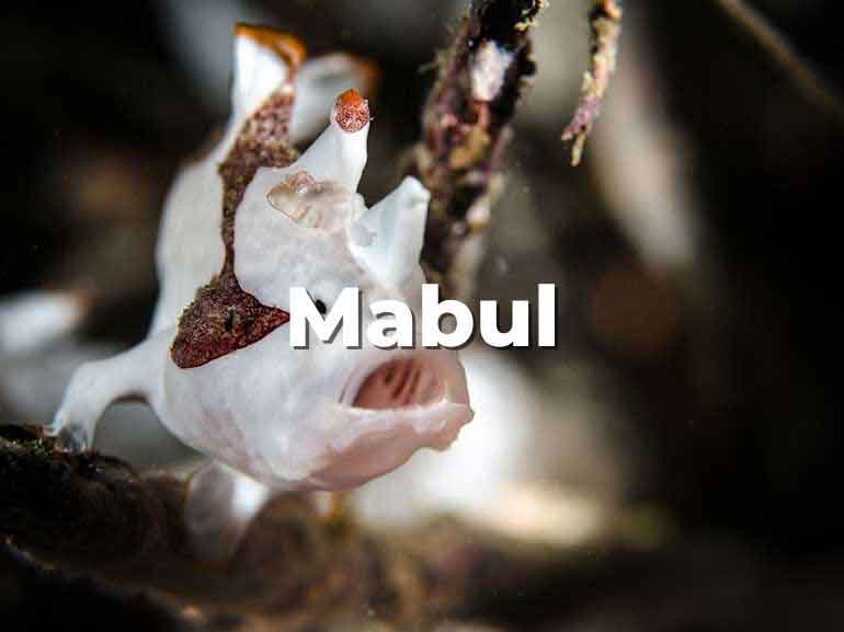 mabul dive