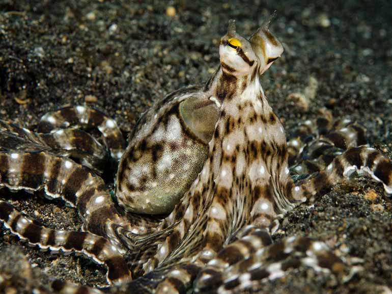 mimic octopus Kapalai dive