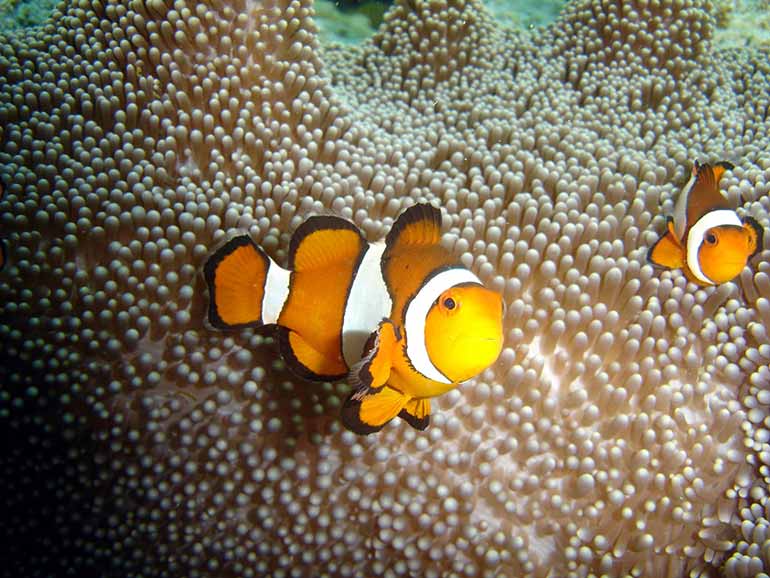 nemo family mabul diving
