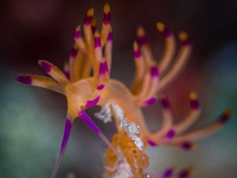 nudibranch Kapalai dive
