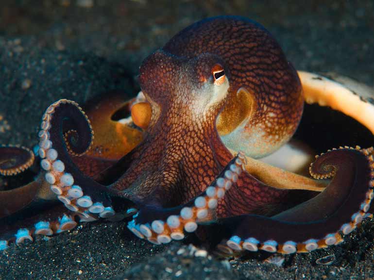 octopus diving