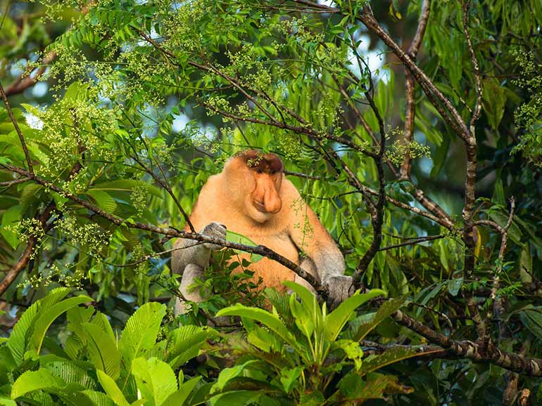 proboscis monkey Sabah