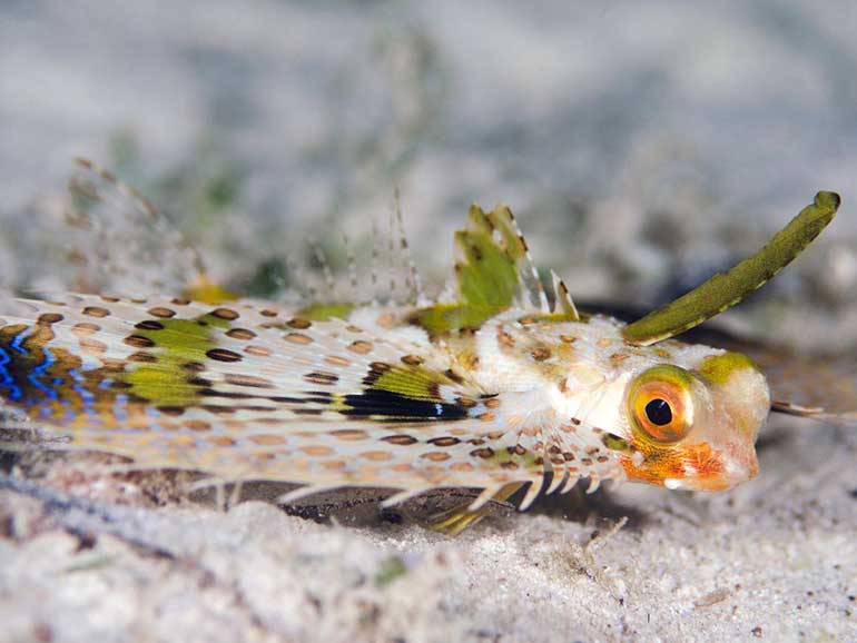 flying gurnard