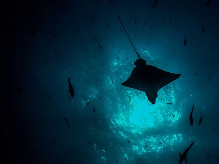 eagle ray Kapalai dive site