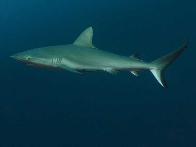 dive with sharks at mataking