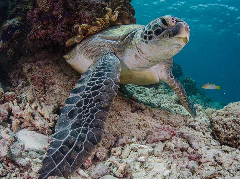 turtle diving sipadan