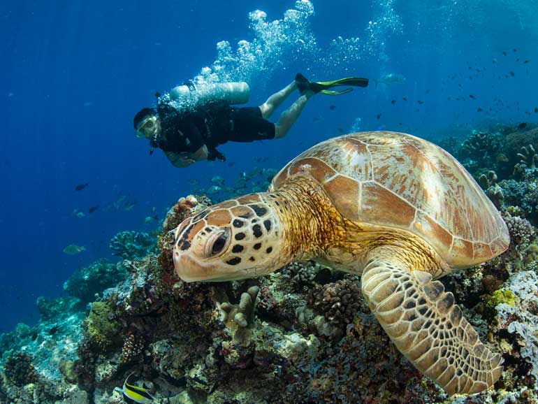 diver and turtle mabul