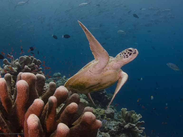 turtle mabul sipadan diving