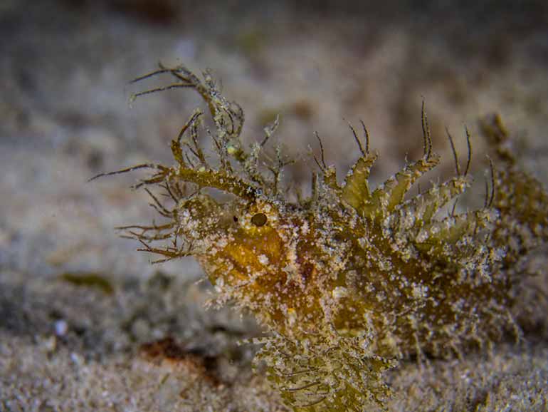ambon scorpionfish mabul