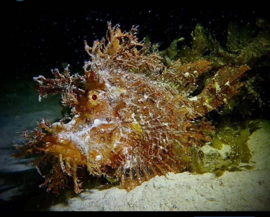 Weedy Scorpionfish or Rhinopias