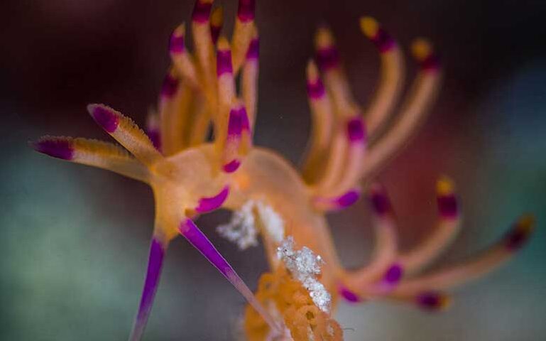 nudibranch Kapalai dive 