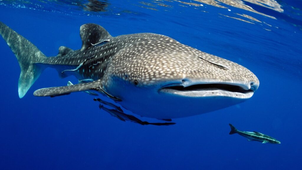 whale shark tourism