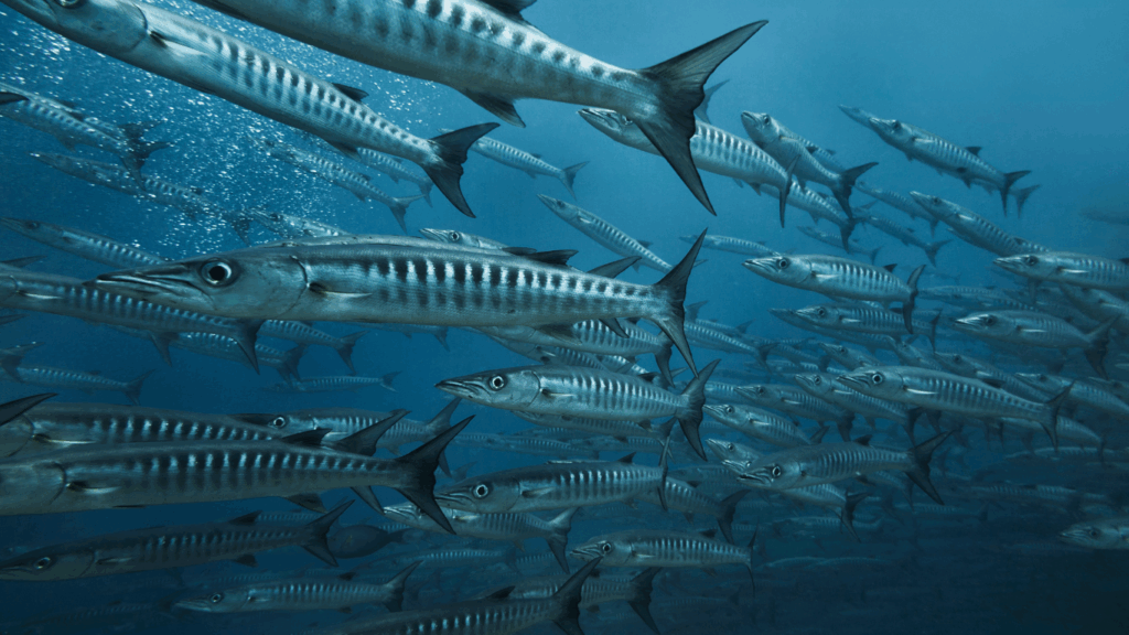 Marine Life in Sipadan