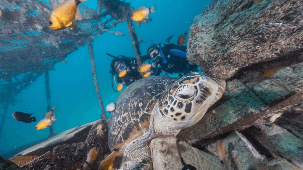 Discover Scuba Diving Course in Mabul