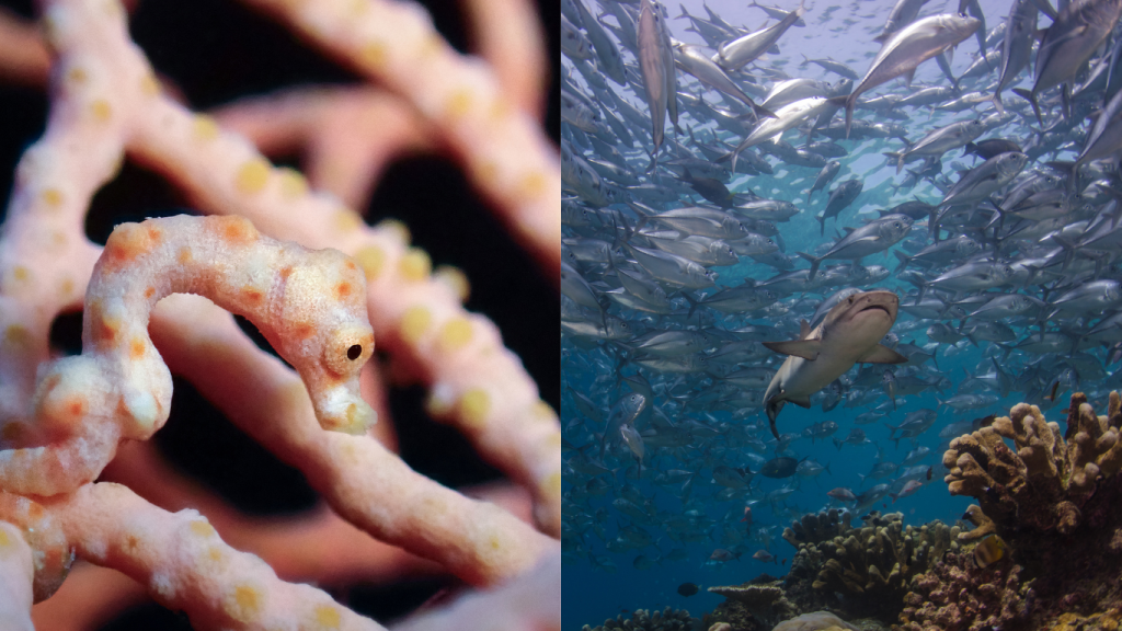 Two Dive Destinations Are Better Than One