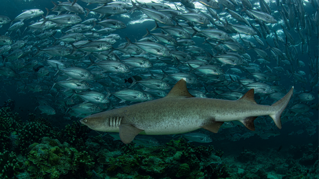 The Underwater World of Sipadan